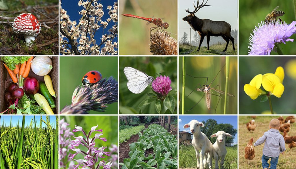 biodiverzitás