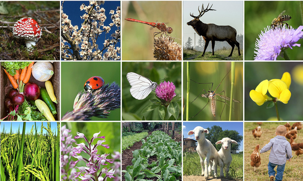 biodiverzitás