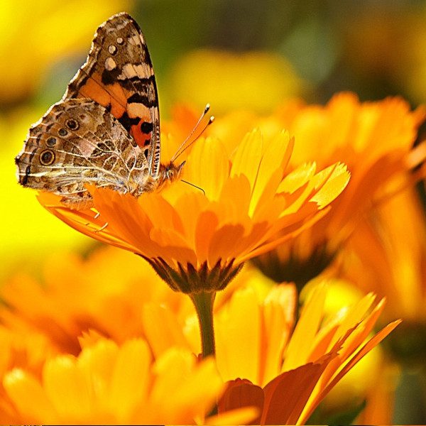 Körömvirág - Calendula officinalis