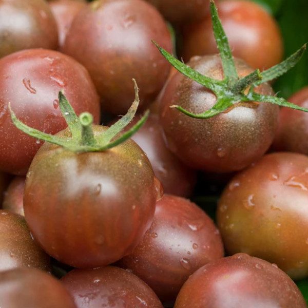 Paradicsom - Chocolate cherry