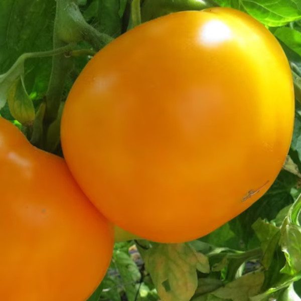 Paradicsom - Orange
