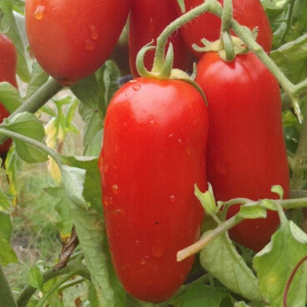 Paradicsom - San Marzano