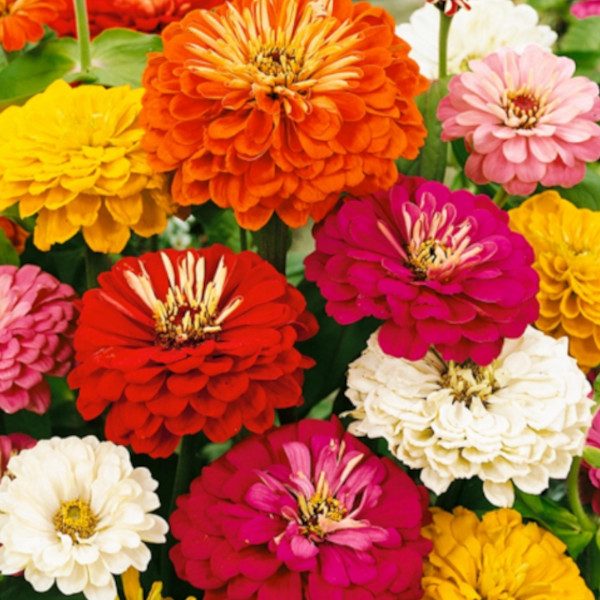 Rézvirág - Zinnia elegans