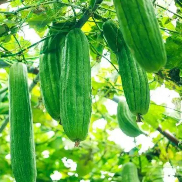 Luffa - szivacstök
