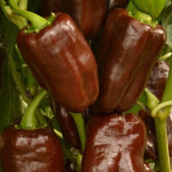 Paprika - Chocolate Beauty