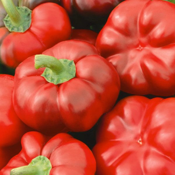 Paprika - Pritamin (paradicsompaprika)