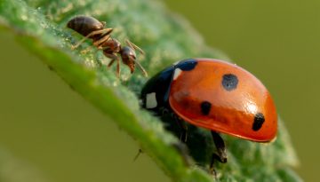 biodiverzitás tervezése