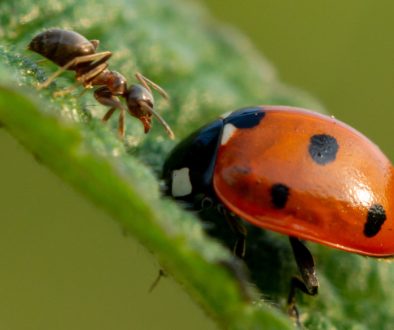 biodiverzitás tervezése
